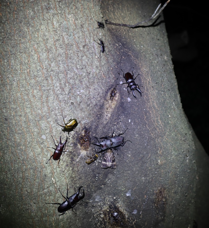 7箇所目（右側面-目線広角）_ノコギリクワガタ4♂、コクワガタ2♂_シラカシ_2023年7月4日20時 気温25.2度